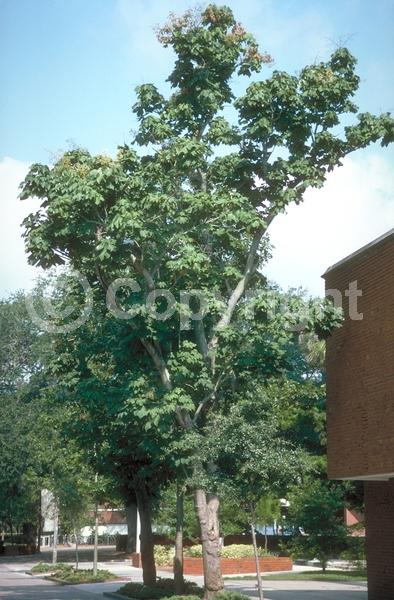 Yellow blooms; White blooms; Deciduous; Broadleaf