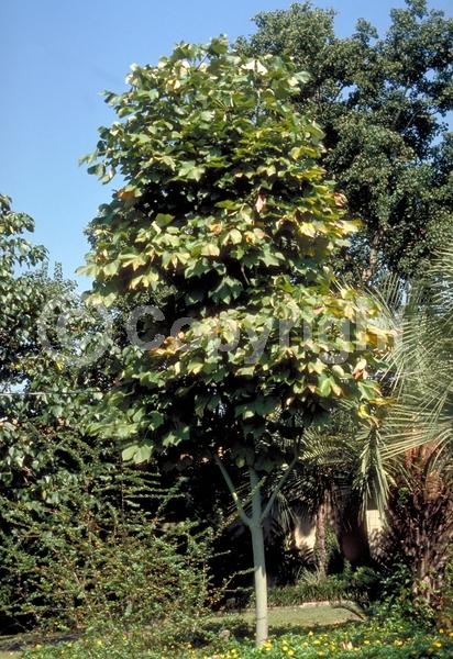 Yellow blooms; White blooms; Deciduous; Broadleaf