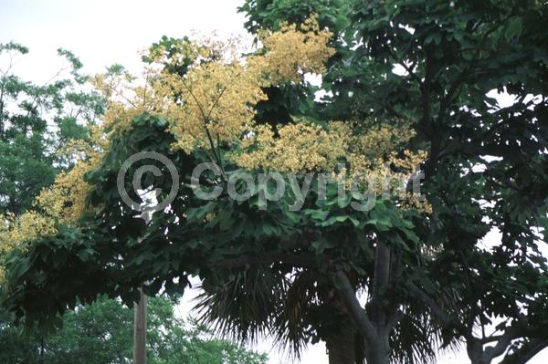 Yellow blooms; White blooms; Deciduous; Broadleaf