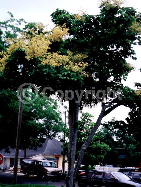 Yellow blooms; White blooms; Deciduous; Broadleaf