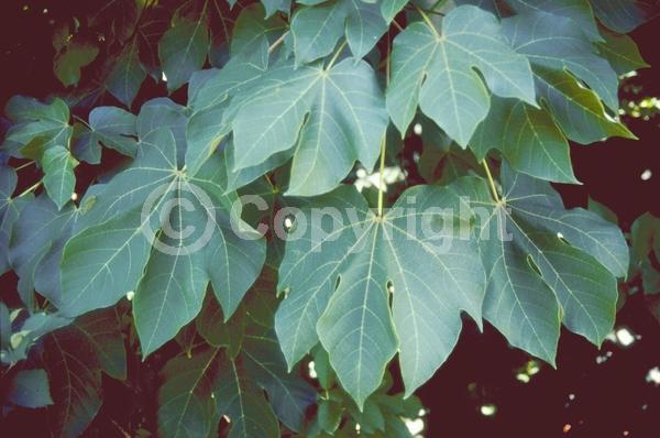 Yellow blooms; White blooms; Deciduous; Broadleaf