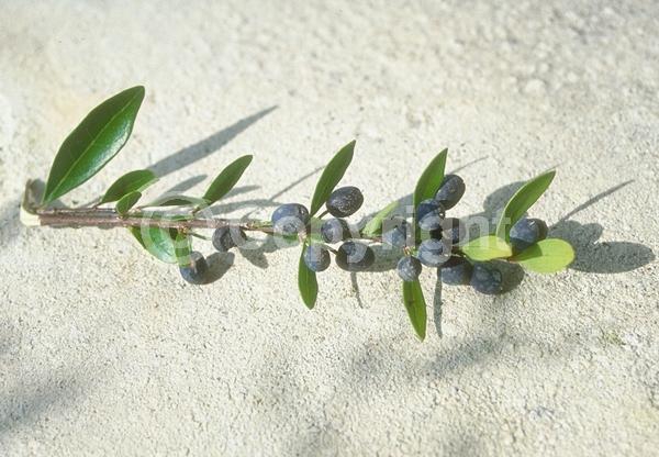 White blooms; Green blooms; Evergreen; Semi-evergreen; North American Native