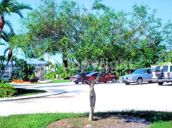 White blooms; Green blooms; Evergreen; Semi-evergreen; North American Native