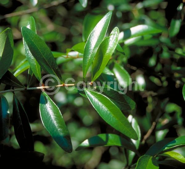 White blooms; Green blooms; Evergreen; Semi-evergreen; North American Native