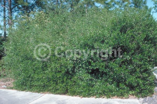 White blooms; Green blooms; Evergreen; Semi-evergreen; North American Native