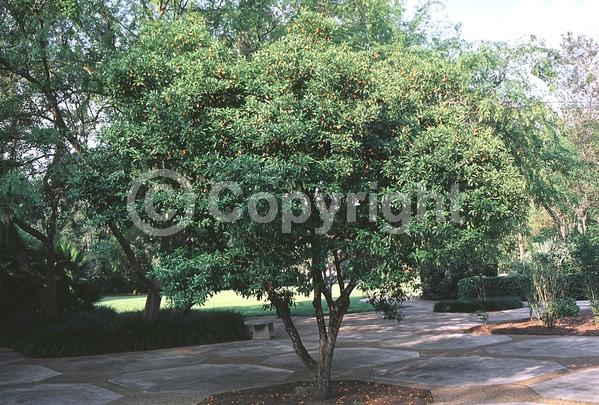 White blooms; Evergreen