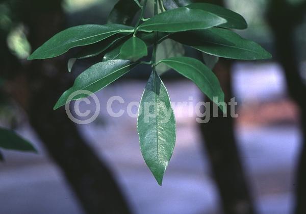 White blooms; Evergreen