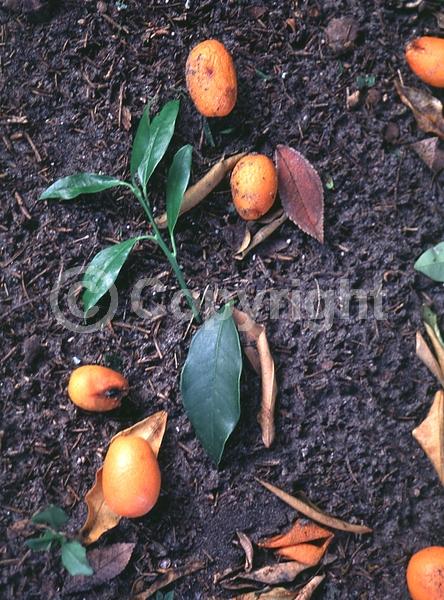 White blooms; Evergreen