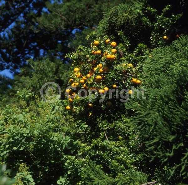 White blooms; Evergreen
