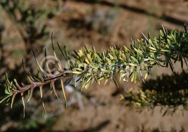 Red blooms; Deciduous; North American Native