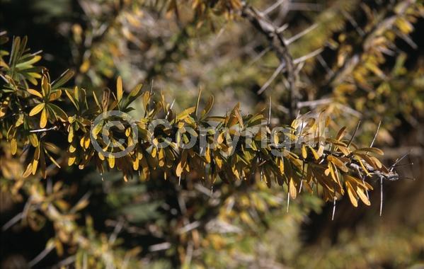 Red blooms; Deciduous; North American Native