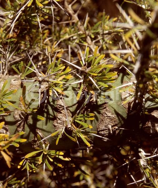 Red blooms; Deciduous; North American Native