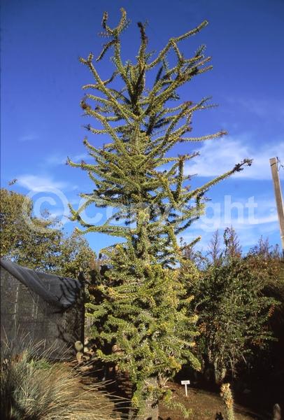Red blooms; Deciduous; North American Native