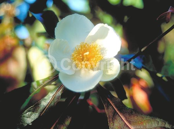 White blooms; Deciduous; Broadleaf; North American Native