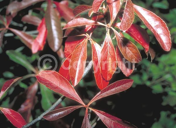 White blooms; Deciduous; Broadleaf; North American Native