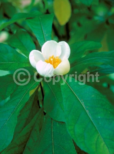 White blooms; Deciduous; Broadleaf; North American Native