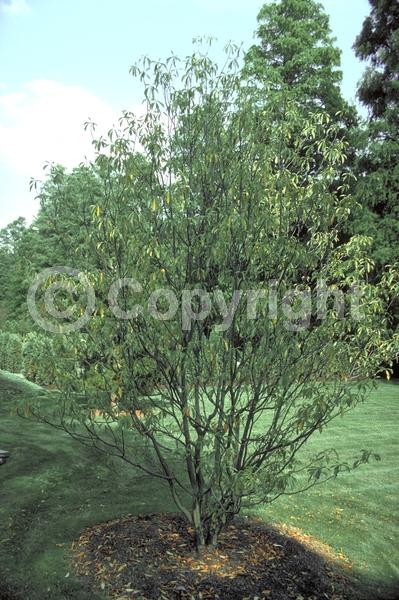 White blooms; Deciduous; Broadleaf; North American Native