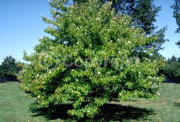 White blooms; Deciduous; Broadleaf; North American Native