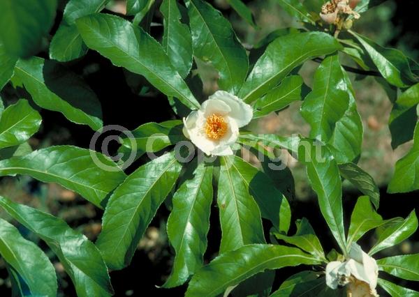 White blooms; Deciduous; Broadleaf; North American Native