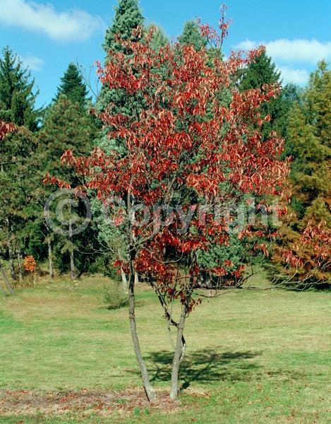 White blooms; Deciduous; Broadleaf; North American Native