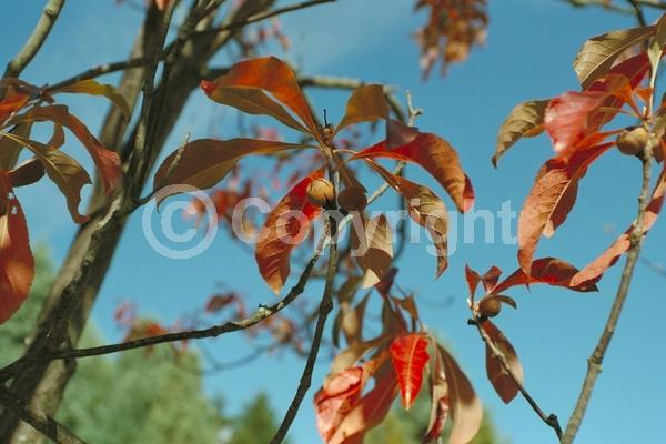 White blooms; Deciduous; Broadleaf; North American Native
