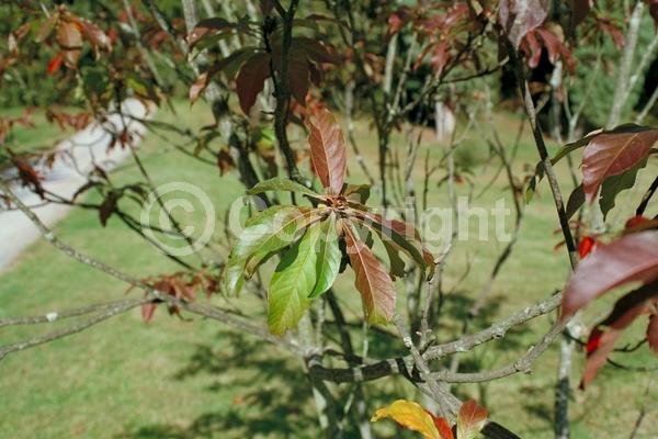 White blooms; Deciduous; Broadleaf; North American Native