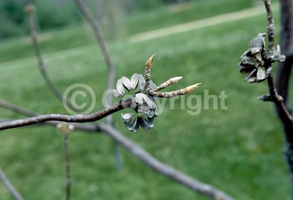 White blooms; Deciduous; Broadleaf; North American Native