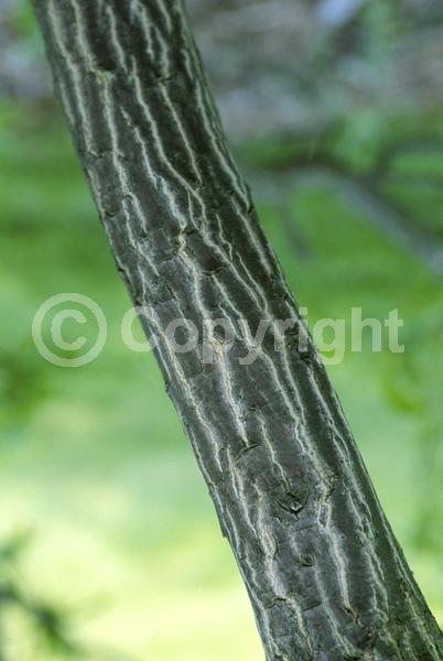 White blooms; Deciduous; Broadleaf; North American Native