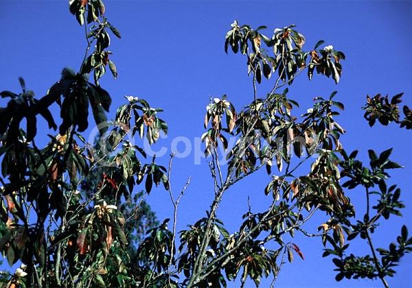White blooms; Deciduous; Broadleaf; North American Native