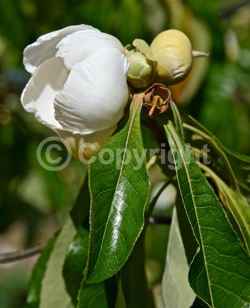 White blooms; Deciduous; Broadleaf; North American Native