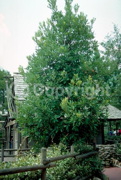 White blooms; Evergreen; Broadleaf; North American Native