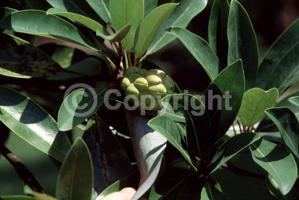 White blooms; Evergreen; Broadleaf; North American Native
