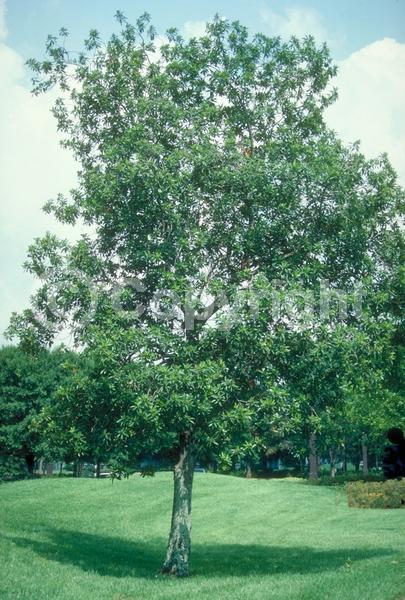 White blooms; Evergreen; Broadleaf; North American Native