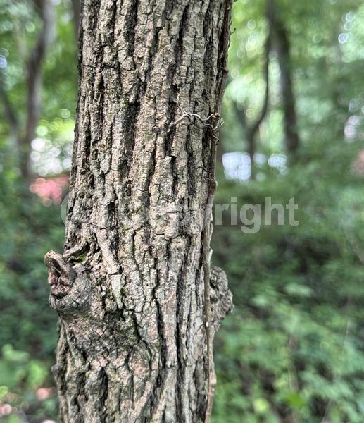 Green blooms; Deciduous; Broadleaf; North American Native