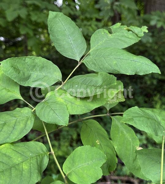 Green blooms; Deciduous; Broadleaf; North American Native