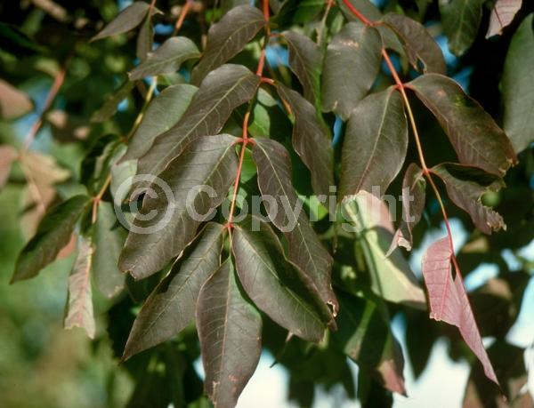 Green blooms; Deciduous; Broadleaf; North American Native
