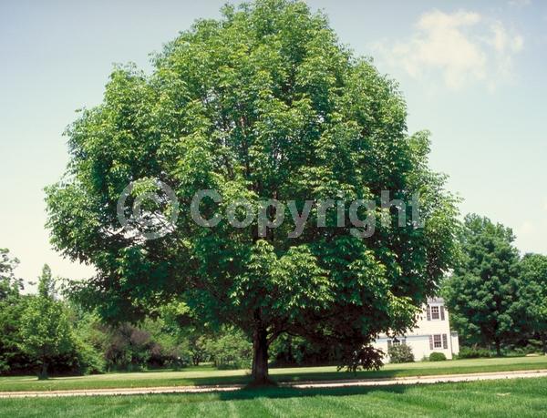 Green blooms; Deciduous; Broadleaf; North American Native