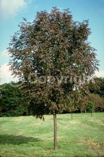 Green blooms; Deciduous; Broadleaf; North American Native