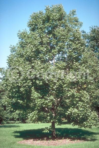 Green blooms; Deciduous; Broadleaf; North American Native