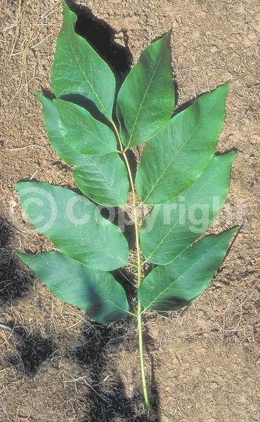 Green blooms; Deciduous; Broadleaf; North American Native