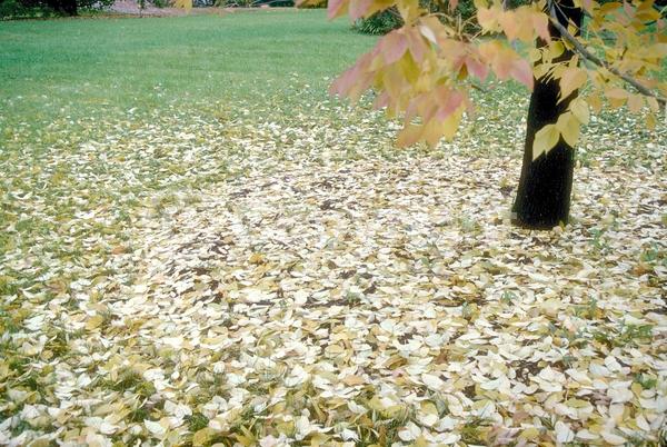 Green blooms; Deciduous; Broadleaf; North American Native
