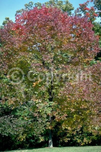 Green blooms; Deciduous; Broadleaf; North American Native