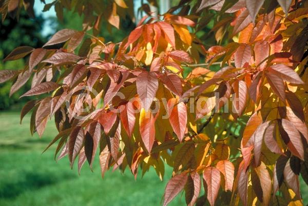 Green blooms; Deciduous; Broadleaf; North American Native