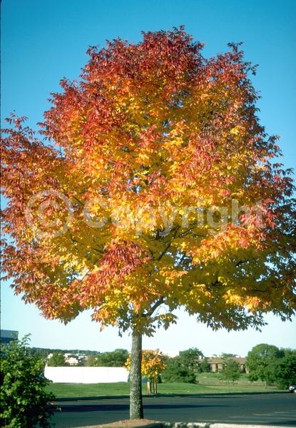 Green blooms; Deciduous; Broadleaf; North American Native