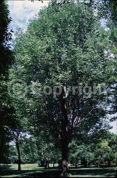 Green blooms; Deciduous; Broadleaf; North American Native