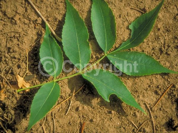 Green blooms; Deciduous; Broadleaf; North American Native