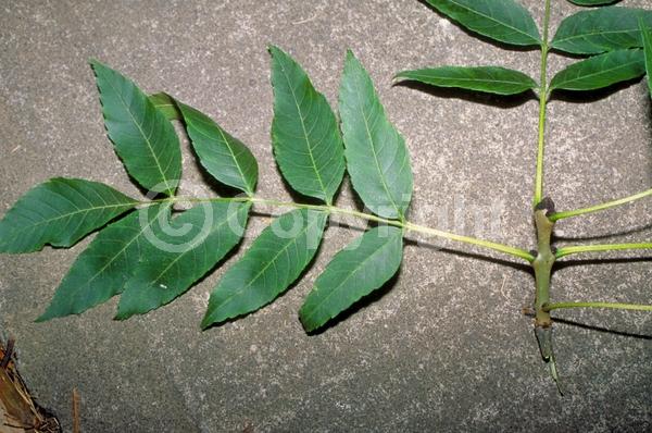 Green blooms; Deciduous; Broadleaf; North American Native