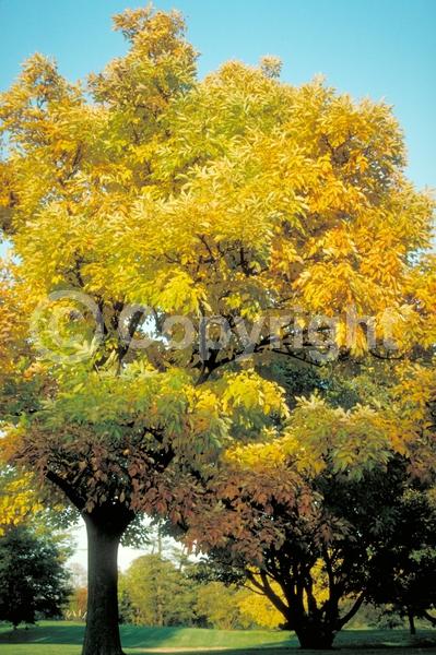 Green blooms; Deciduous; Broadleaf; North American Native