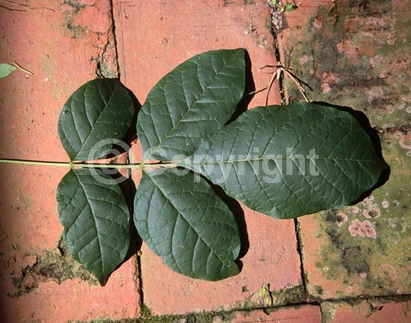 Green blooms; Deciduous; Broadleaf; North American Native