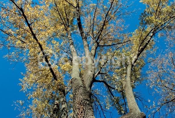 Green blooms; Deciduous; Broadleaf; North American Native